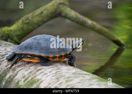 Maschio dipinta occidentale tartaruga, (Chrysemys picta), specie non indigene rilasciato in un lago in Regents Park, London, Regno Unito Foto Stock