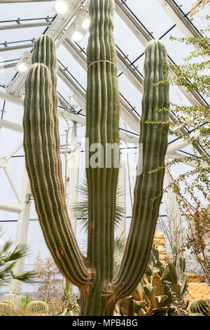 Il gigante messicano cardon, Krusbärspelarkaktus (Pachycereus Pringlei) Foto Stock