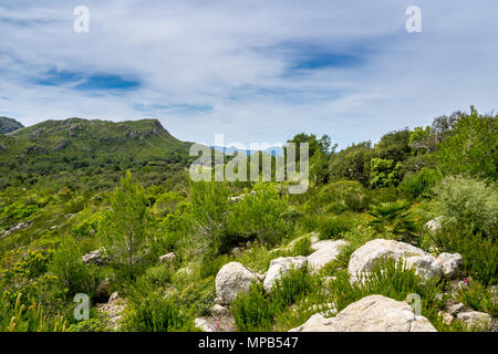 Mallorca, perfetto la natura di verde paesaggio montano sull isola spagnola in primavera Foto Stock