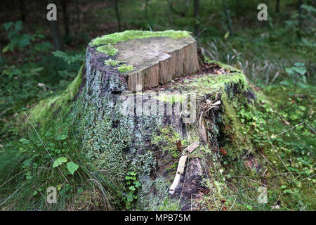 Tronco di albero con vegetazione Foto Stock