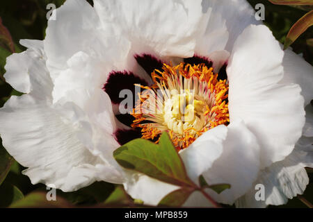 Blooming albero bianco peonia. Grande peonia bianca nella stagione primaverile. Foto Stock