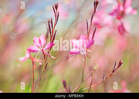 Close-up di bellissimi fiori piccoli, rosa ( Siskiyou Pink Gaura) nella luce del sole di mattina d'estate. Colorate pittorica immagine artistica con soft f Foto Stock