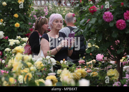 Visitatori presso il David Austin Roses display durante la RHS Chelsea Flower Show presso il Royal Hospital Chelsea, Londra. Foto Stock