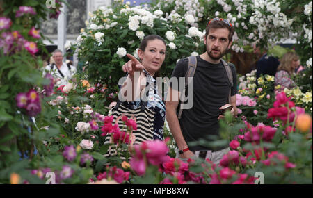 Visitatori presso il David Austin Roses display durante la RHS Chelsea Flower Show presso il Royal Hospital Chelsea, Londra. Foto Stock