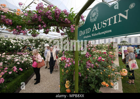 Visitatori presso il David Austin Roses display durante la RHS Chelsea Flower Show presso il Royal Hospital Chelsea, Londra. Foto Stock