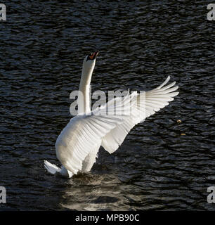 Un cigno sul fiume Tweed a Kelso, in Scozia. Foto Stock