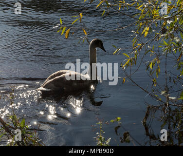 Un cigno sul fiume Tweed a Kelso, in Scozia. Foto Stock