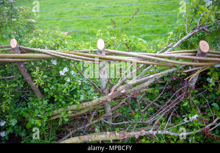 Tradizionale siepe stratificato di cui nel Leicestershire, Regno Unito Foto Stock