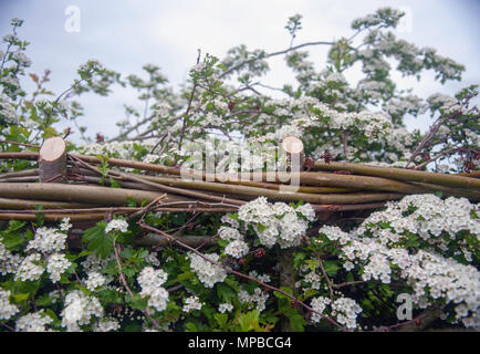 Tradizionale siepe stratificato di cui nel Leicestershire, Regno Unito Foto Stock