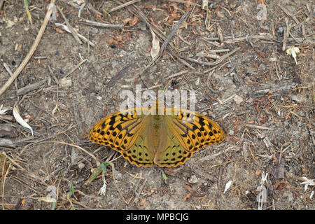 Il Cardinale (Argynnis pandora) Foto Stock