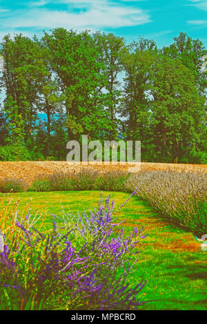 Campo di lavanda in un villaggio svizzero di Yverdon-les-Bains Les Bains in Jura Nord Vaudois distretto nel Cantone di Vaud, in Svizzera. Foto Stock