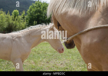 Puledro Cremello (o albino) e palomino mare Foto Stock