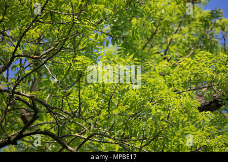 Esche, Gemeine Esche, Gewöhnliche Esche, Blatt, Blätter, Laub, Frühlingslaub, Baumkrone, Blattwerk, Fraxinus excelsior, cenere comune, Frassino Europeo, leaf Foto Stock