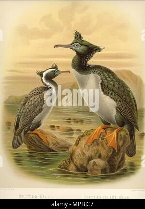 . Didascalia originale: " Spotted Shag, Phalacrocorax punctatus. Chatham-Island Shag, Phalacrocorax featherstoni. " Inglese: .Spotted Shag/Parekareka (Phalacrocorax punctatus) e Pitt Isola Shag (Phalacrocorax featherstoni). Pubblicato 1888. John Gerrard Keulemans (1842-1912) nomi alternativi Johannes Gerardus Keulemans; J. G. Keulemans Descrizione ornitologo olandese e artista Data di nascita e morte 8 Giugno 1842 29 dicembre 1912 Luogo di nascita e morte Rotterdam London Authority control : Q1335286 VIAF: 42113661 ISNI: 0000 0000 6313 981X ULAN: 500041975 LCCN: N98083374 NLA: 35268760 Foto Stock