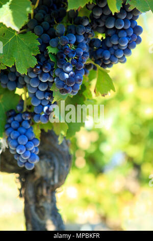 Vino rosso uva che cresce in un vigneto Foto Stock