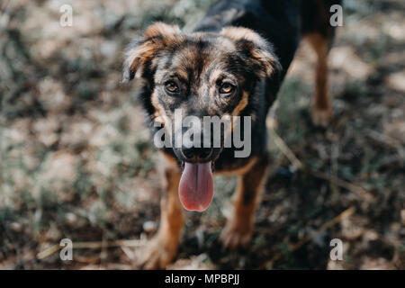 Close up senzatetto cane nero in piedi sul pavimento Foto Stock