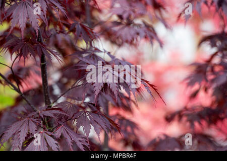 Acer palmatum "pizzo nero'. Acero giapponese "pizzo nero' foglie in maggio a flower show. Regno Unito Foto Stock