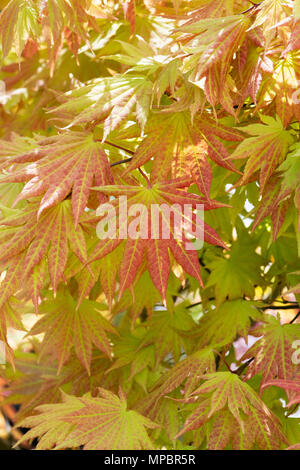 Acer Shirasawanum 'autunno luna". Acero Shirasawa 'autunno Luna' foglie in maggio a flower show. Regno Unito Foto Stock