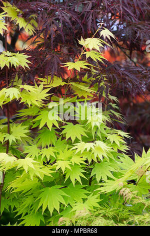 Acer Shirasawanum 'Jordon'. Luna piena maple 'Jordon' foglie in maggio a flower show. Regno Unito Foto Stock