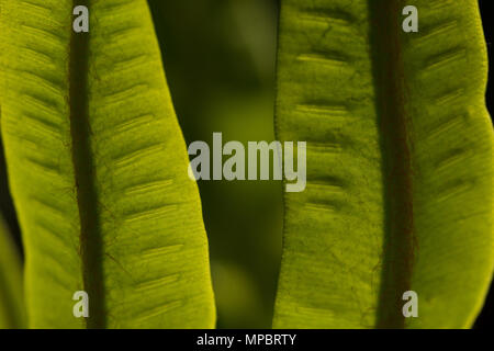 Selvatica Di hart-linguetta felci Asplenium scolopendrium retroilluminato frond rivelando peli fini, trefoli e sviluppo di spore sori su frond sotto Foto Stock