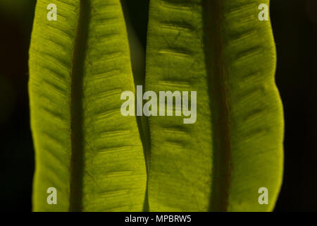 Selvatica Di hart-linguetta felci Asplenium scolopendrium retroilluminato frond rivelando peli fini, trefoli e sviluppo di spore sori su frond sotto Foto Stock