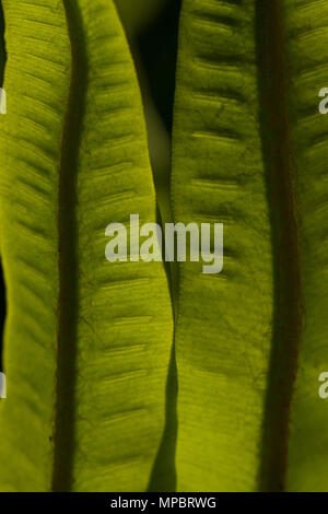 Selvatica Di hart-linguetta felci Asplenium scolopendrium retroilluminato frond rivelando peli fini, trefoli e sviluppo di spore sori su frond sotto Foto Stock