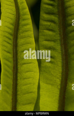 Selvatica Di hart-linguetta felci Asplenium scolopendrium retroilluminato frond rivelando peli fini, trefoli e sviluppo di spore sori su frond sotto Foto Stock