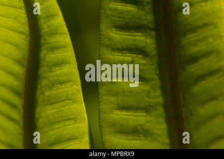 Selvatica Di hart-linguetta felci Asplenium scolopendrium retroilluminato frond rivelando peli fini, trefoli e sviluppo di spore sori su frond sotto Foto Stock