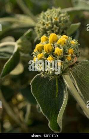 Una macchia mediterranea con bold grigio Gerusalemme foglie di salvia, Phlomis fruticosa, con giovani le teste dei fiori di grado variabile di bloom steli architettonico Foto Stock