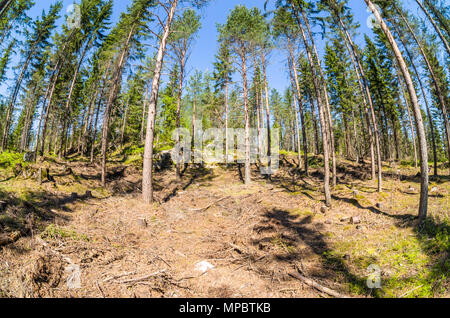 Antica abbandonata piccola cava in giovane foresta in Lillomarka vicino ad Oslo. Foto Stock