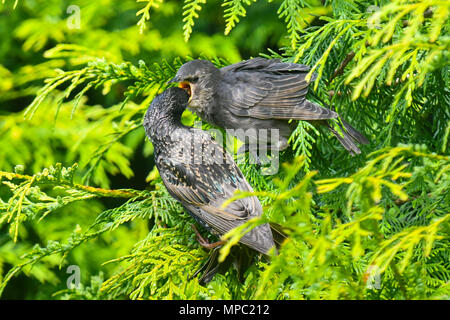 Uploders, Dorset, Regno Unito. 22 maggio 2018. Regno Unito Meteo. Una neonata capretti Starling in un albero essendo alimentato da uno dei suoi genitori a Uploders nel Dorset in una calda mattina di sole. Credito Foto: Graham Hunt/Alamy Live News Foto Stock