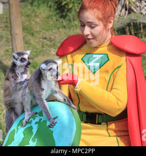 ZSL Whipsnade, Bedfordshire, 22 maggio 2018. Capitano Z nel suo zoo-elemento di supereroi, con alcuni del gruppo di 8 carino maschio e femmina anello-tailed lemuri (Lemur catta). Gli animali di ZSL Whipsnade Zoo per incontrare i nuovi supereroi, Capitano Z. La protezione planetaria, che è stato creato da ZSL per i supereroi e i cattivi evento durante il maggio metà semestre, è introdotto per gli animali di ZSL Whipsnade. Credito: Imageplotter News e sport/Alamy Live News Foto Stock