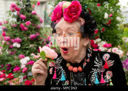 Londra, Regno Unito. 21 maggio 2018. Su Pollard tenendo premuto 'celebrazione fragrante' una nuova rose introdotto al Chelsea Flower Show di Peter Beales Roses. La società ha ricevuto il loro 25 medaglia d oro pur celebrando il loro cinquantesimo anniversario. Credito: Keith mindham/Alamy Live News Foto Stock