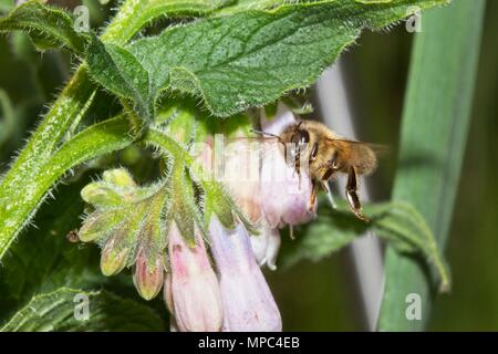 22 maggio 2018. Regno Unito meteo. Api volare intorno a pianta Comfrey in un caldo pomeriggio in East Sussex, Regno Unito. Credito: Ed Brown/Alamy Live News Foto Stock