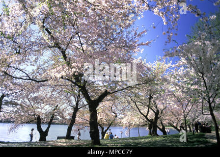 1988 Primavera storico Cherry Blossom Festival Tidal Basin WASHINGTON DC USA Foto Stock