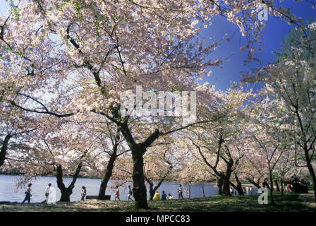 1988 Primavera storico Cherry Blossom Festival Tidal Basin WASHINGTON DC USA Foto Stock