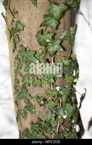 Liana sull'albero in inverno Foto Stock