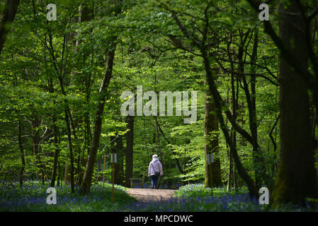 Bluebells che fiorisce in Arlington, East Sussex Foto Stock