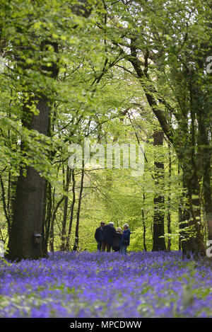 Bluebells che fiorisce in Arlington, East Sussex Foto Stock