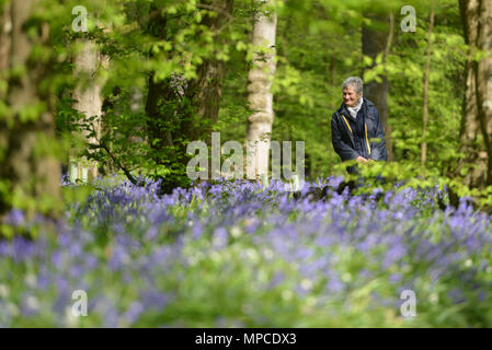 Bluebells che fiorisce in Arlington, East Sussex Foto Stock