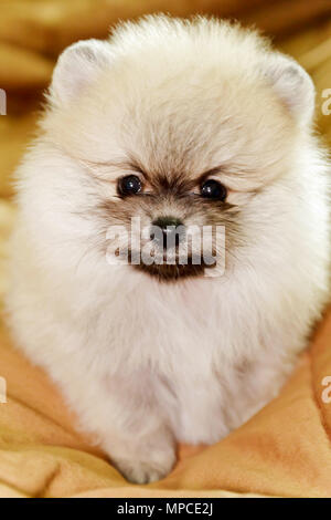 Grazioso piccolo Pomerania crema sul letto Foto Stock