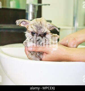 Cucciolo di Pomerania doccia nella stanza da bagno Foto Stock