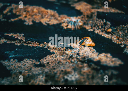 Cirripedi sulle pietre della spiaggia di Las Catedrales, Lugo, Spagna Foto Stock