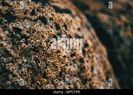 Cirripedi sulle pietre della spiaggia di Las Catedrales, Lugo, Spagna Foto Stock