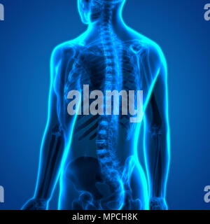 Il corpo umano osso dolori articolari anatomia Foto Stock
