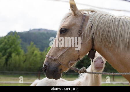 Puledro Cremello (o albino) è nascosto dietro la sua madre Foto Stock