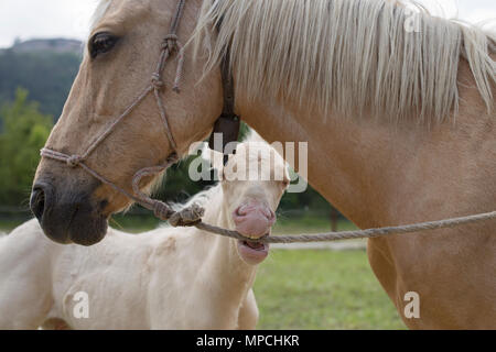 Puledro Cremello (o albino) è mordere una corda Foto Stock