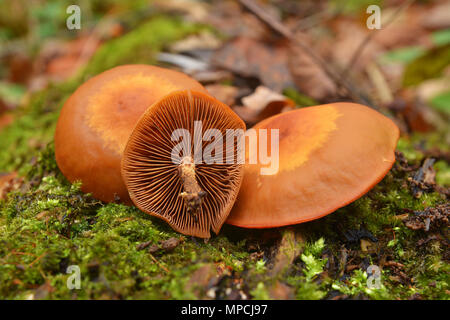 Kuehneromyces mutabilis fungo, noto anche come woodtuft con guaina Foto Stock