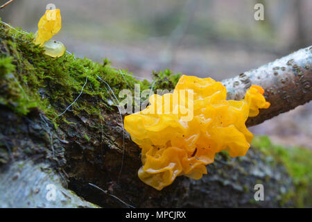 Tremella mesenterica, noto anche come il giallo del cervello, golden jelly fungo e streghe' burro Foto Stock