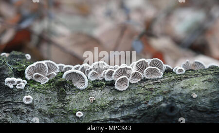 Schizophyllum comune fungo su legno, merulius communis Foto Stock